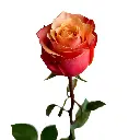 CherryBrandy (1).webp
