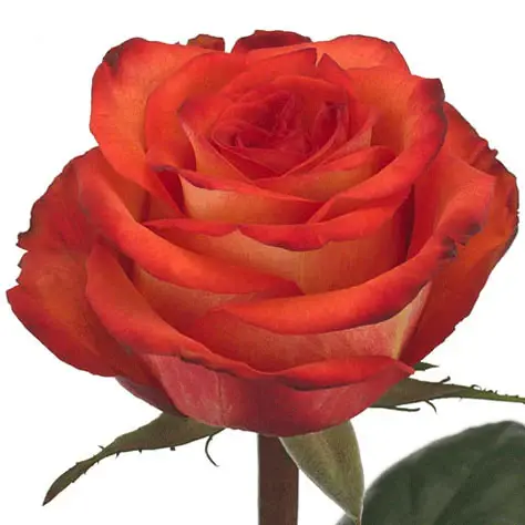 rose-high-orange-magic-orange.webp