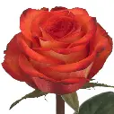 rose-high-orange-magic-orange.webp
