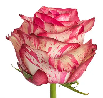 Magic-Times_website-hs-350x333-c.webp
