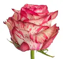 Magic-Times_website-hs-350x333-c.webp