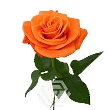 Carnelian Rose 40cm.webp