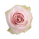 pink-mondial-roses-wholesale-122385.jpg