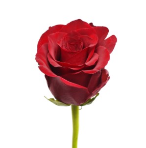 Red Explorer 40Cm .jpg