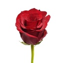 Red Explorer 40Cm .jpg