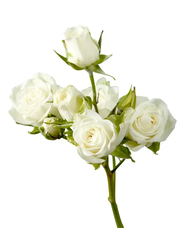 rose-spray-snowflake-white-6_600x.webp