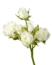 rose-spray-snowflake-white-6_600x.webp
