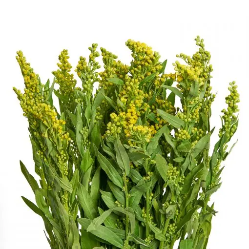 FMI-Farms-Solidago-510x510.webp