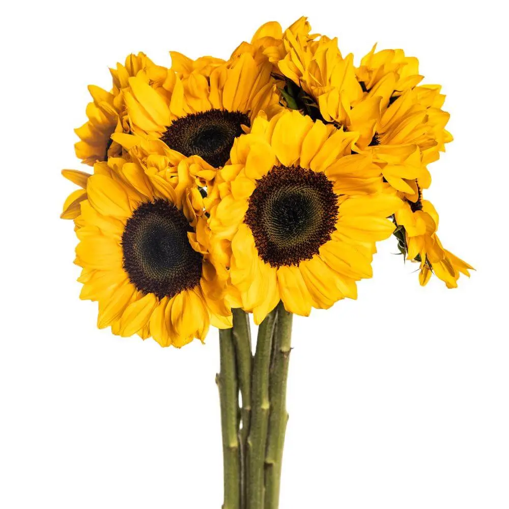 2754-esmeralda-farms-sunflower-vincents-choice.webp