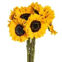 2754-esmeralda-farms-sunflower-vincents-choice.webp