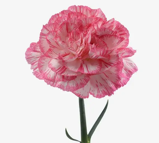 CARNATIONS_SPRITZ-SPORT-BLANCO.webp