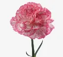 CARNATIONS_SPRITZ-SPORT-BLANCO.webp
