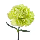 Voragine-1.webp