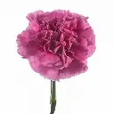 Farida-1-oqtw9qxu6mh4zld7lk2qjybh0h0th0w9pi9rwqla8g.webp