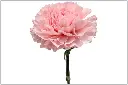 Mizuki.webp