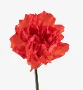 CARNATION-CORALLO-SIDE-ANGLE.webp
