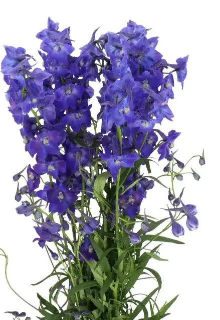 delphiniumbelladonnapurple.webp