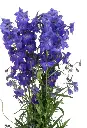 delphiniumbelladonnapurple.webp