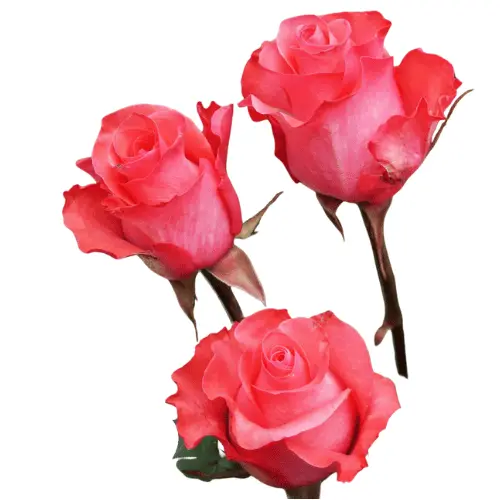 Untitled design (20).webp