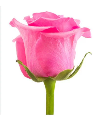 tabatha-dark-pink-roses-50-75-100-200-stems.webp