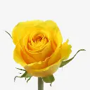 Rose-40cm-Brighton-Yellow-500x500.webp