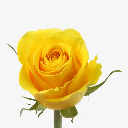 Rose-40cm-Brighton-Yellow-500x500.webp