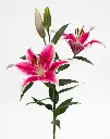 lily_oriental-starfighter-2.jpg.webp