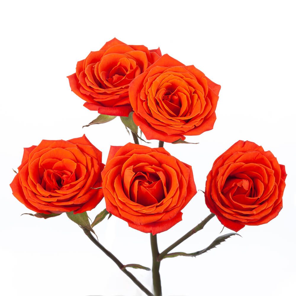 Spray Roses - Orange Lava Sensation.jpg