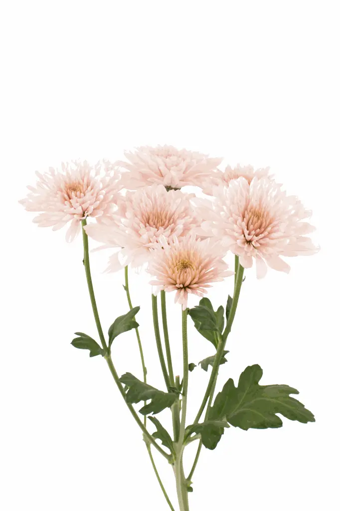 CUSHION-VERITY-PEACHfrontal.webp