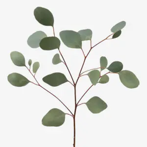 Eucalyptus-Silver-Dollar-300x300.webp