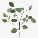 Eucalyptus-Silver-Dollar-300x300.webp