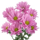 ANETO-1-oqtw9qxu6mh4zld7lk2qjybh0h0th0w9pi9rwqla8g.jpg