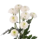 MONT-BLANC-1-oqtw9qxu6mh4zld7lk2qjybh0h0th0w9pi9rwqla8g.jpg