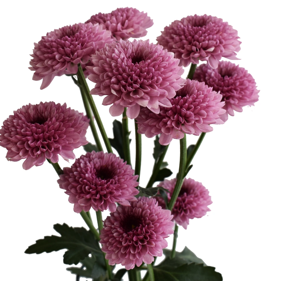 PINKON-FRONT-.webp