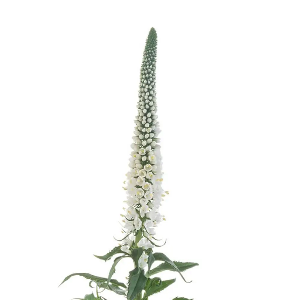  Veronica Assorted
