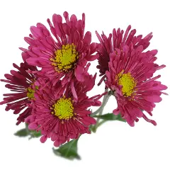 Daisies Purple Troyes 