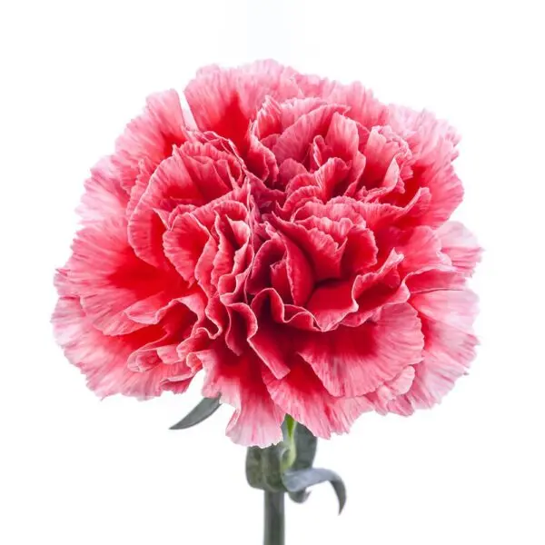 LG Carnations Bi Color Red and Pink  Cheerio 