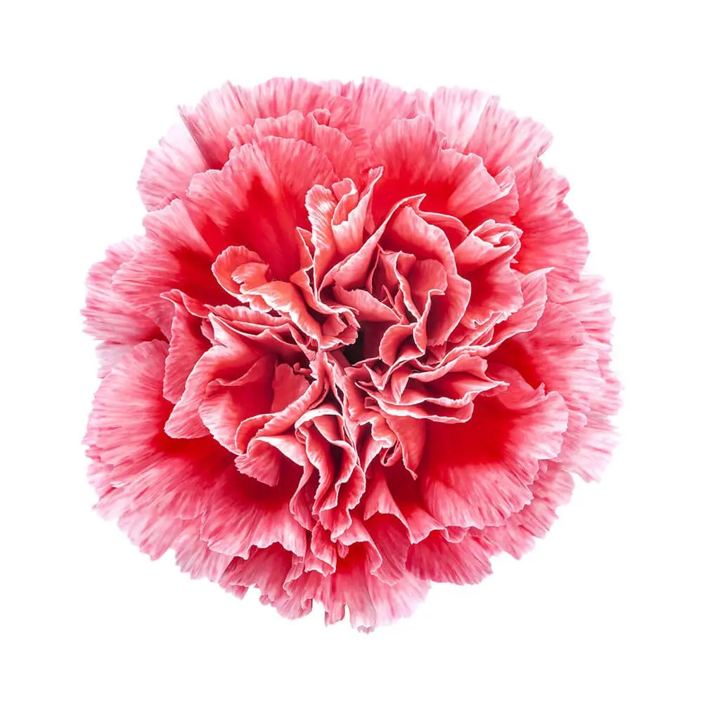 LG Carnations Bi-Color Red/Pink Cheerio 