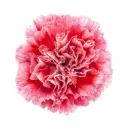 LG Carnations Bi-Color Red/Pink Cheerio 