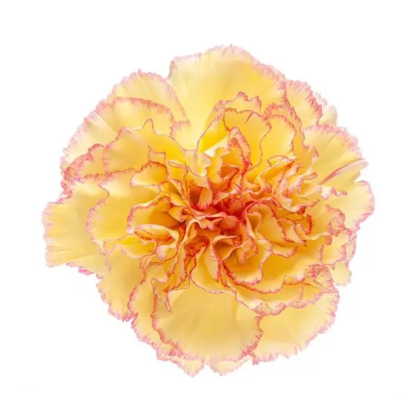 LG Carnations Yellow/Pink Komachi Fiesta