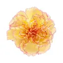 LG Carnations Yellow/Pink Komachi Fiesta