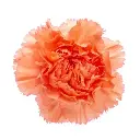 LG Carnations Orange Megan 