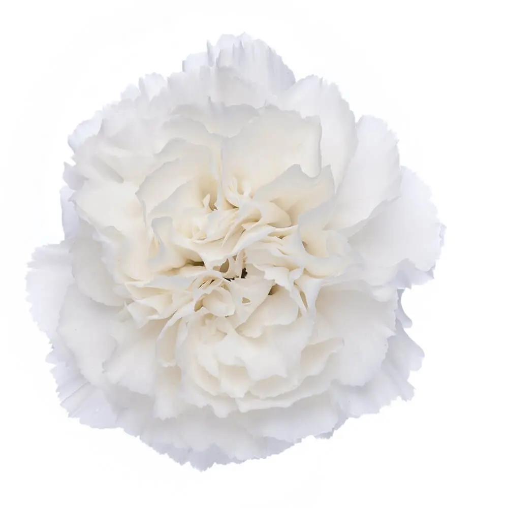 LG Carnations White Komachi Blanco/Moonlight
