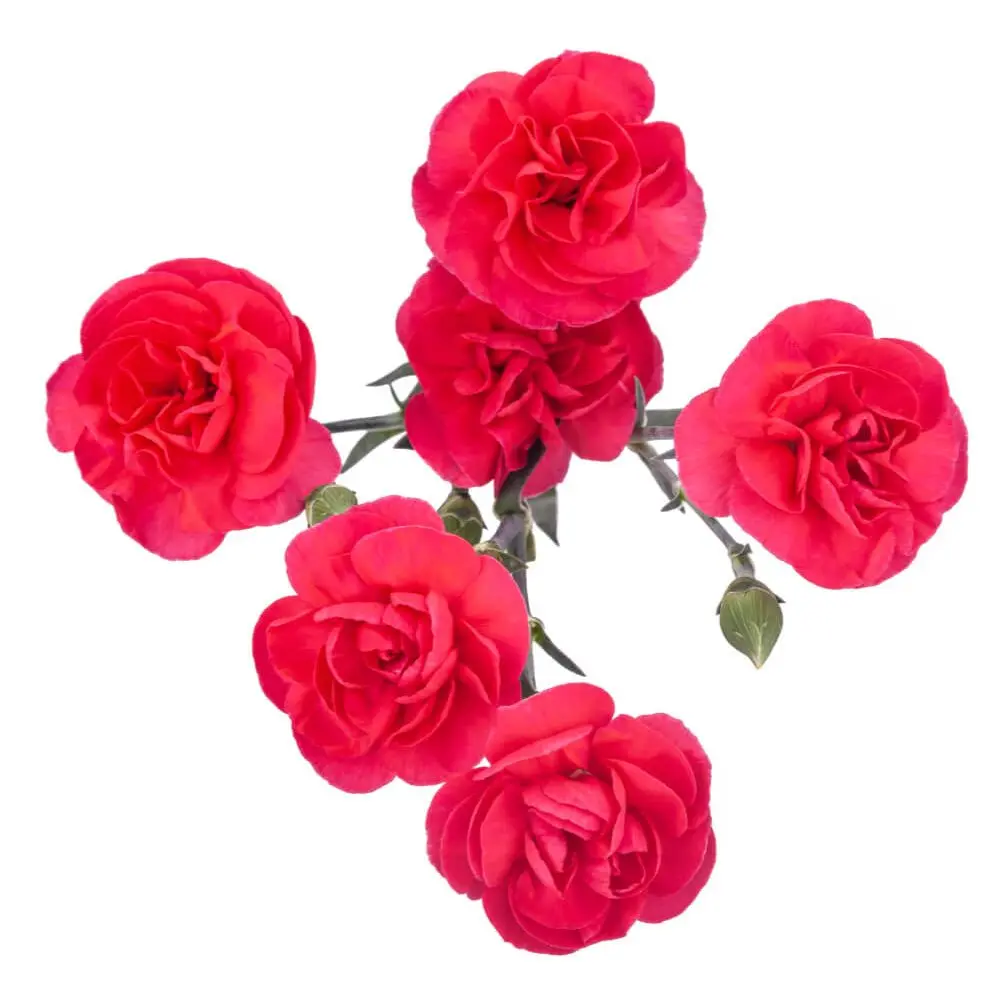 Mini Carnations Dark Pink Sakura