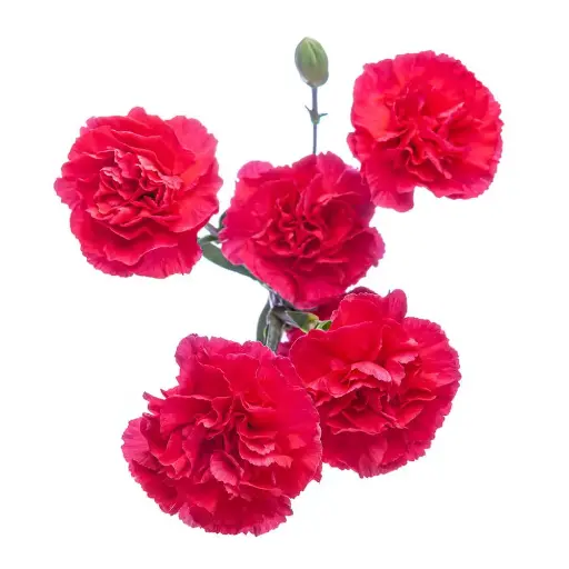 Mini Carnations Dark Pink Pigeon 