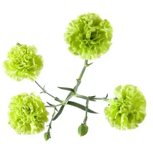 Mini Carnations Green Skady
