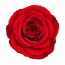 50cm Roses Red Freedom