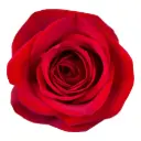 50cm Roses Red Freedom