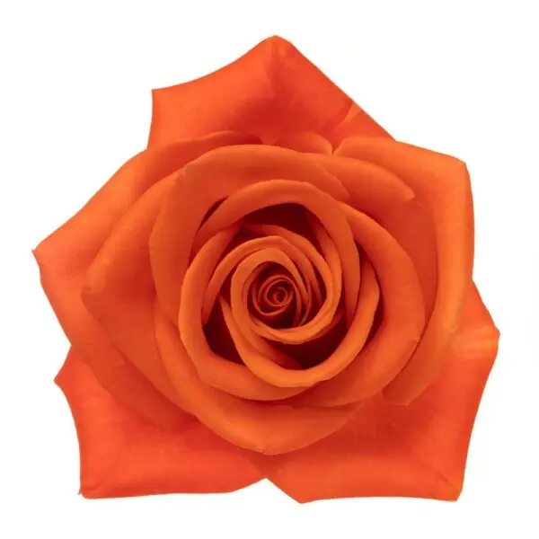 40cm Roses Orange Crush