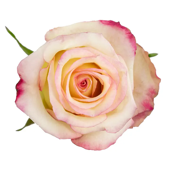 40cm Roses Bi-Color Pink/White Tormenta